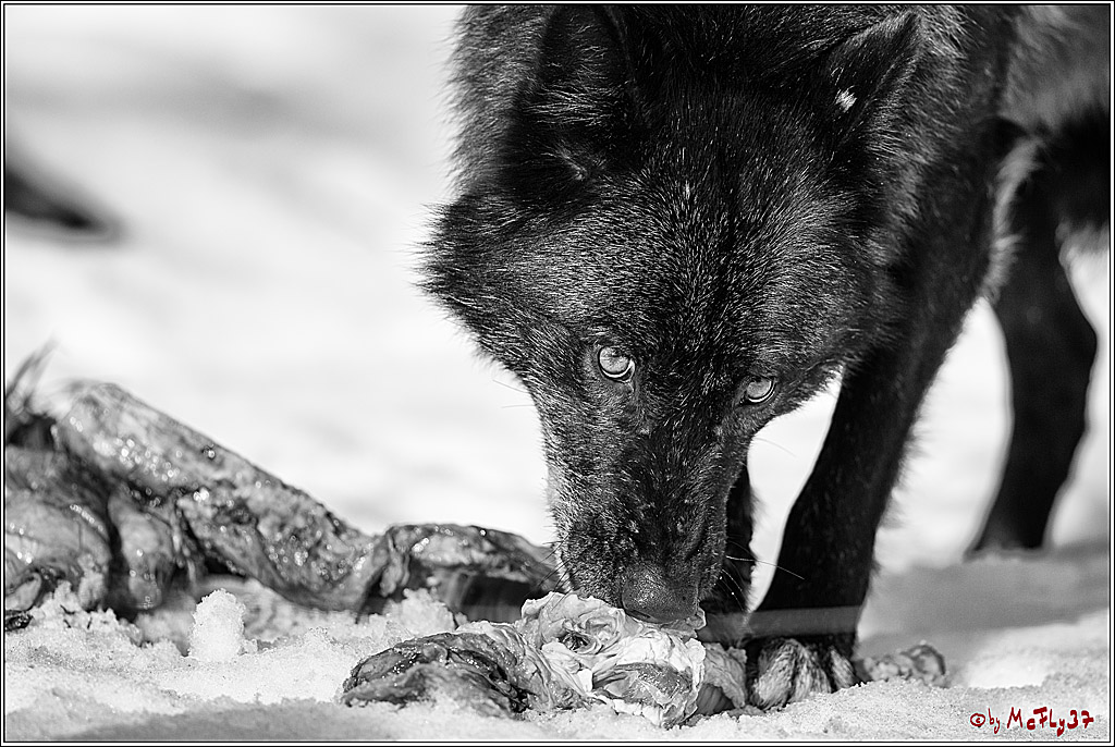Timberwolf - Polarwolf Kasselburg, 18.02.2018