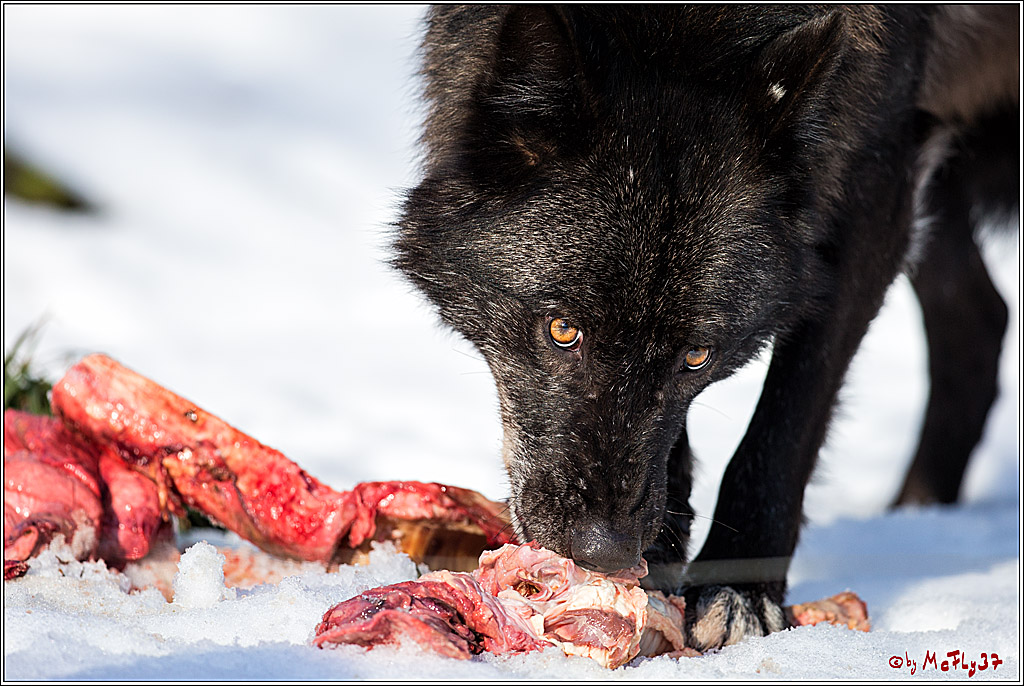 Timberwolf - Polarwolf Kasselburg, 18.02.2018