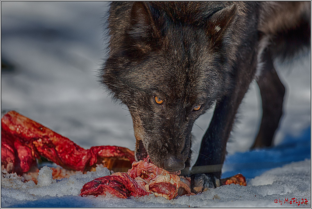 Timberwolf - Polarwolf Kasselburg, 18.02.2018