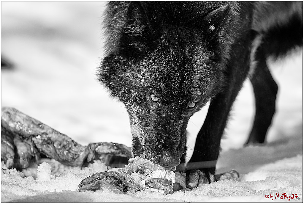 Timberwolf - Polarwolf Kasselburg, 18.02.2018