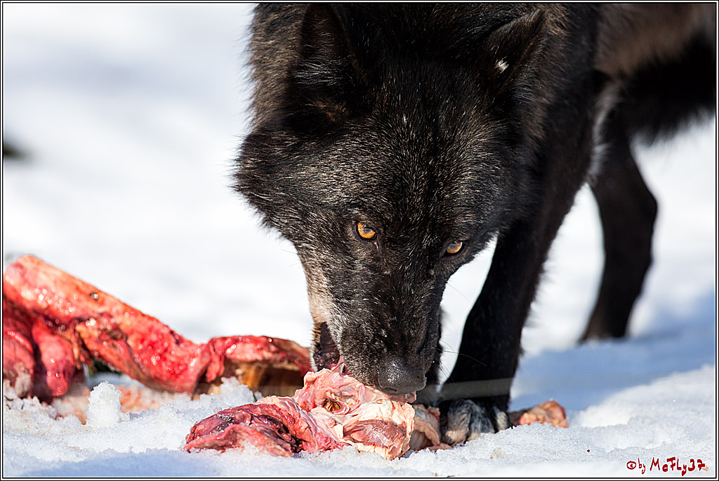 Timberwolf - Polarwolf Kasselburg, 18.02.2018