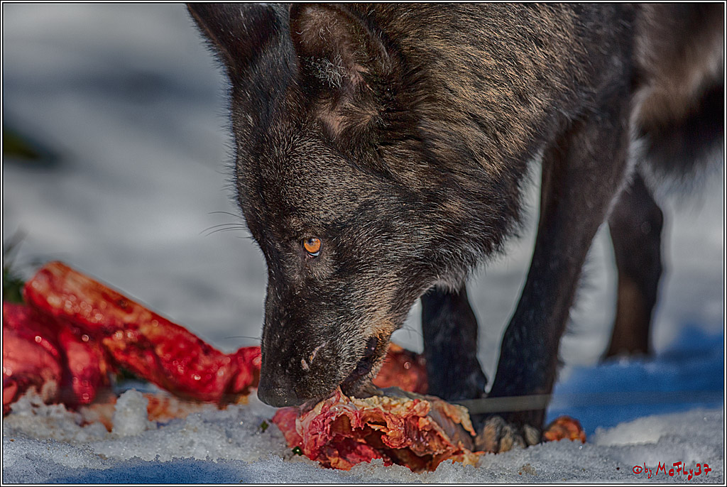 Timberwolf - Polarwolf Kasselburg, 18.02.2018