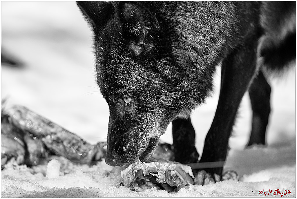 Timberwolf - Polarwolf Kasselburg, 18.02.2018