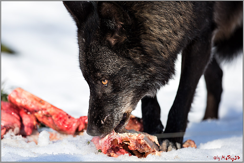Timberwolf - Polarwolf Kasselburg, 18.02.2018