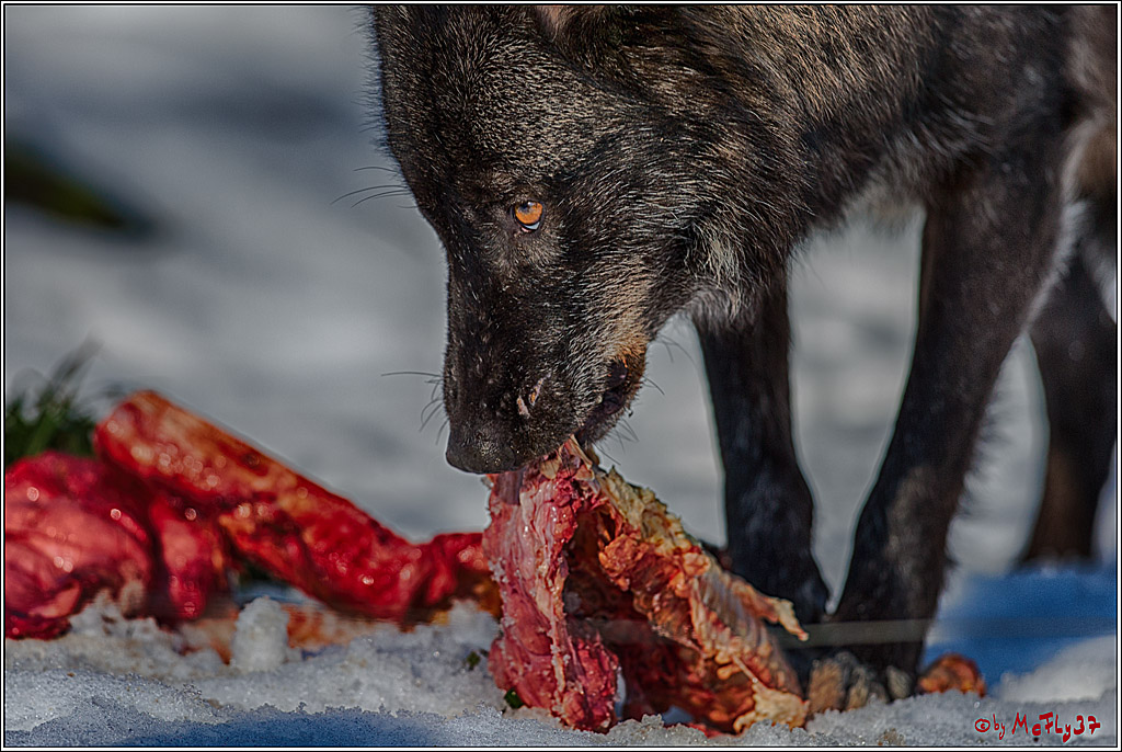Timberwolf - Polarwolf Kasselburg, 18.02.2018
