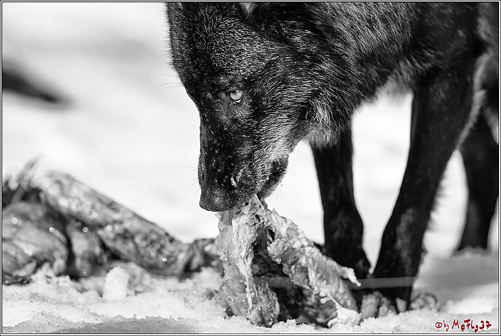 Timberwolf - Polarwolf Kasselburg, 18.02.2018