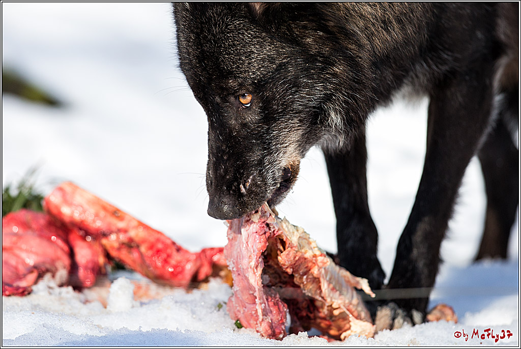 Timberwolf - Polarwolf Kasselburg, 18.02.2018