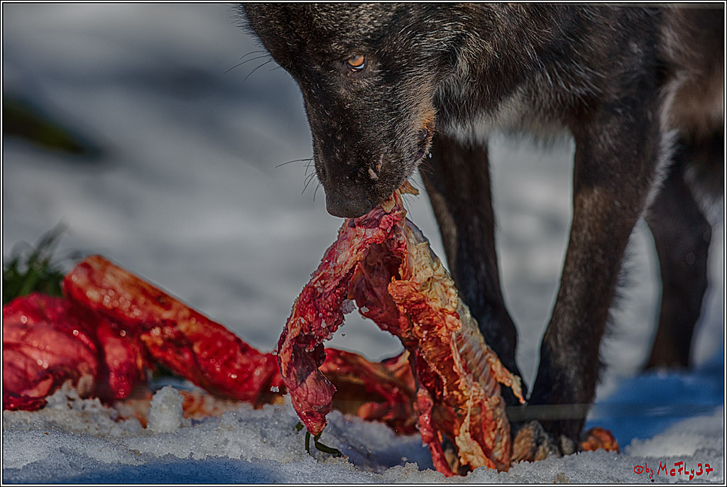 Timberwolf - Polarwolf Kasselburg, 18.02.2018