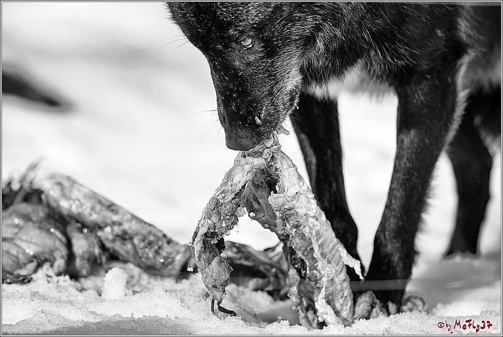 Timberwolf - Polarwolf Kasselburg, 18.02.2018