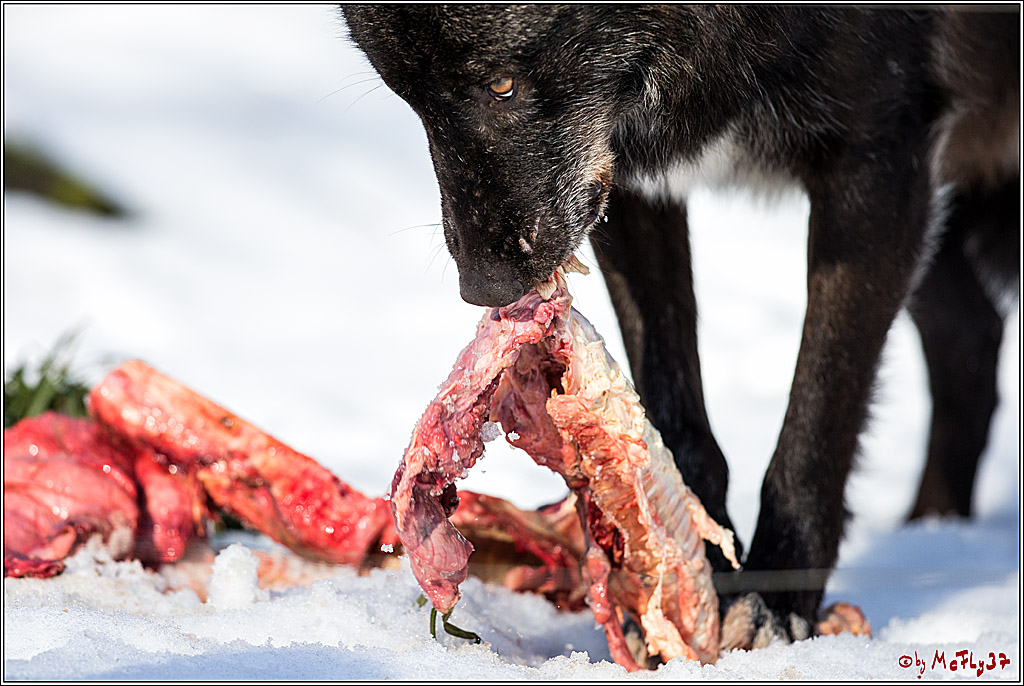 Timberwolf - Polarwolf Kasselburg, 18.02.2018