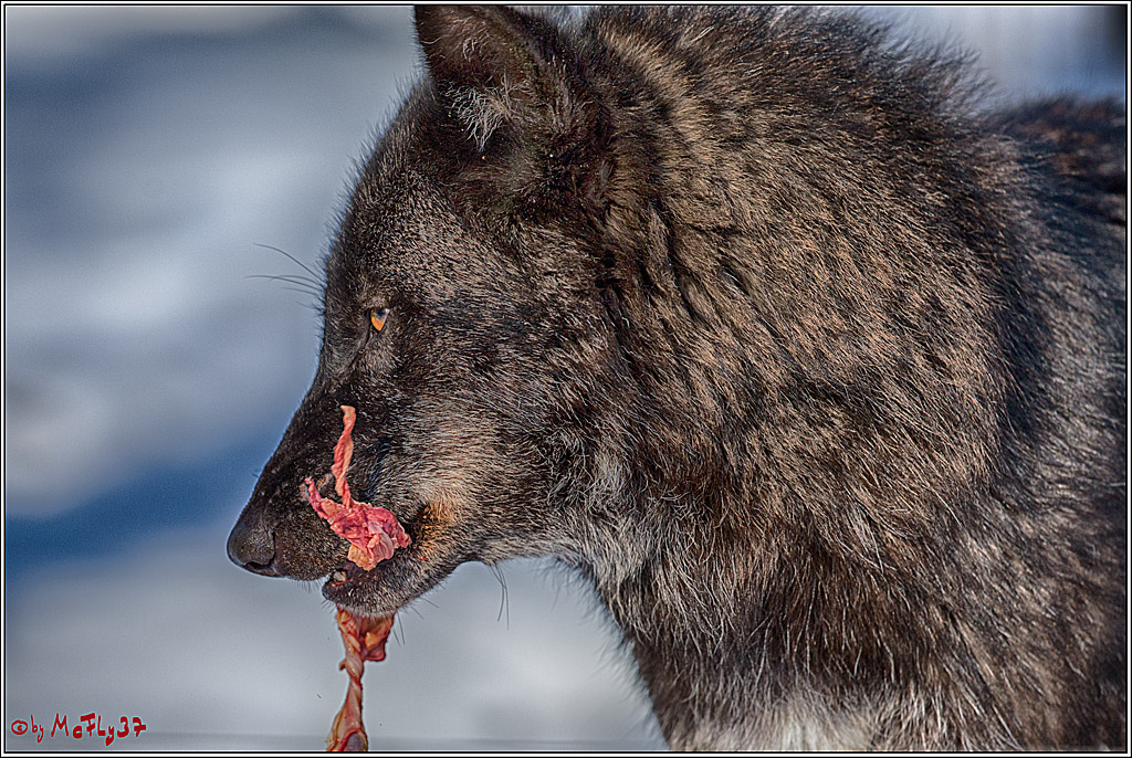 Timberwolf - Polarwolf Kasselburg, 18.02.2018