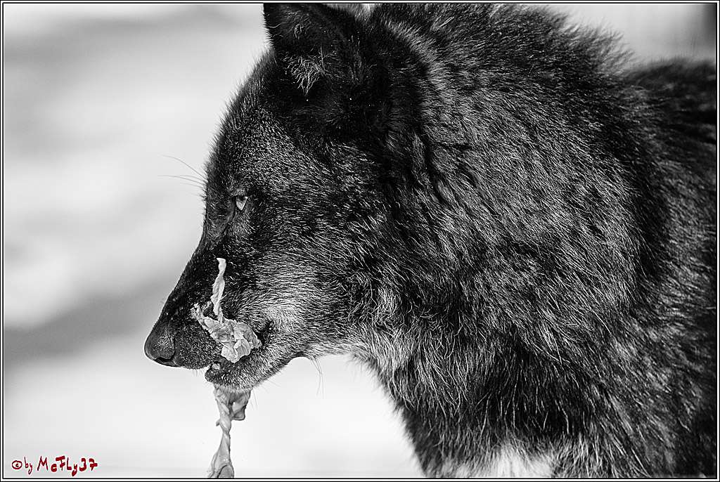 Timberwolf - Polarwolf Kasselburg, 18.02.2018