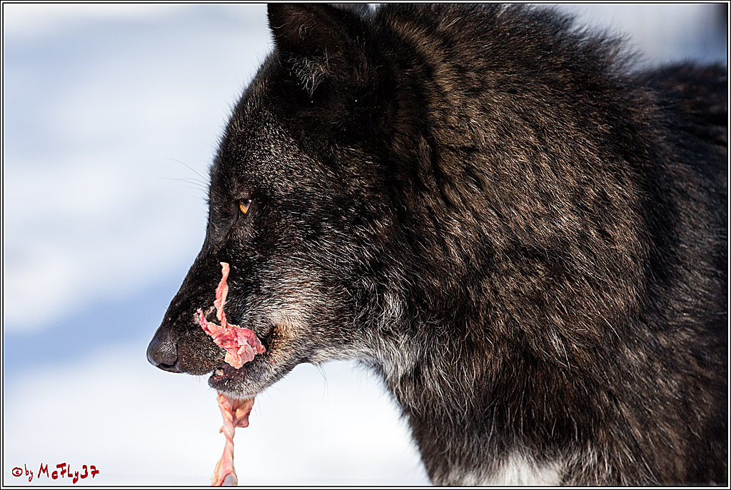 Timberwolf - Polarwolf Kasselburg, 18.02.2018