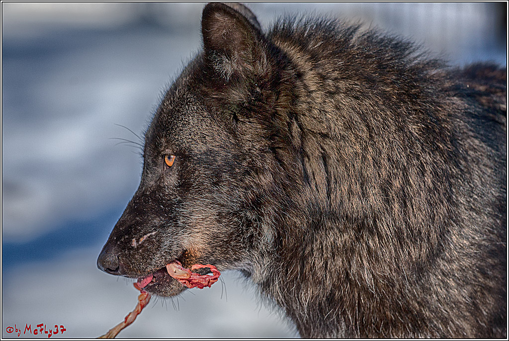 Timberwolf - Polarwolf Kasselburg, 18.02.2018