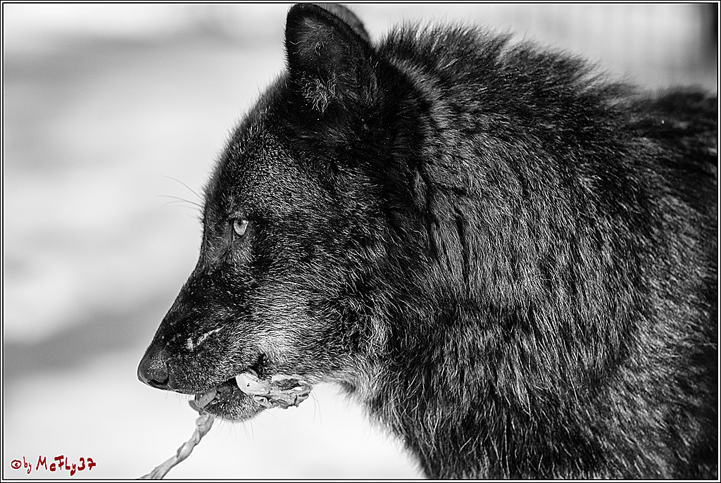 Timberwolf - Polarwolf Kasselburg, 18.02.2018