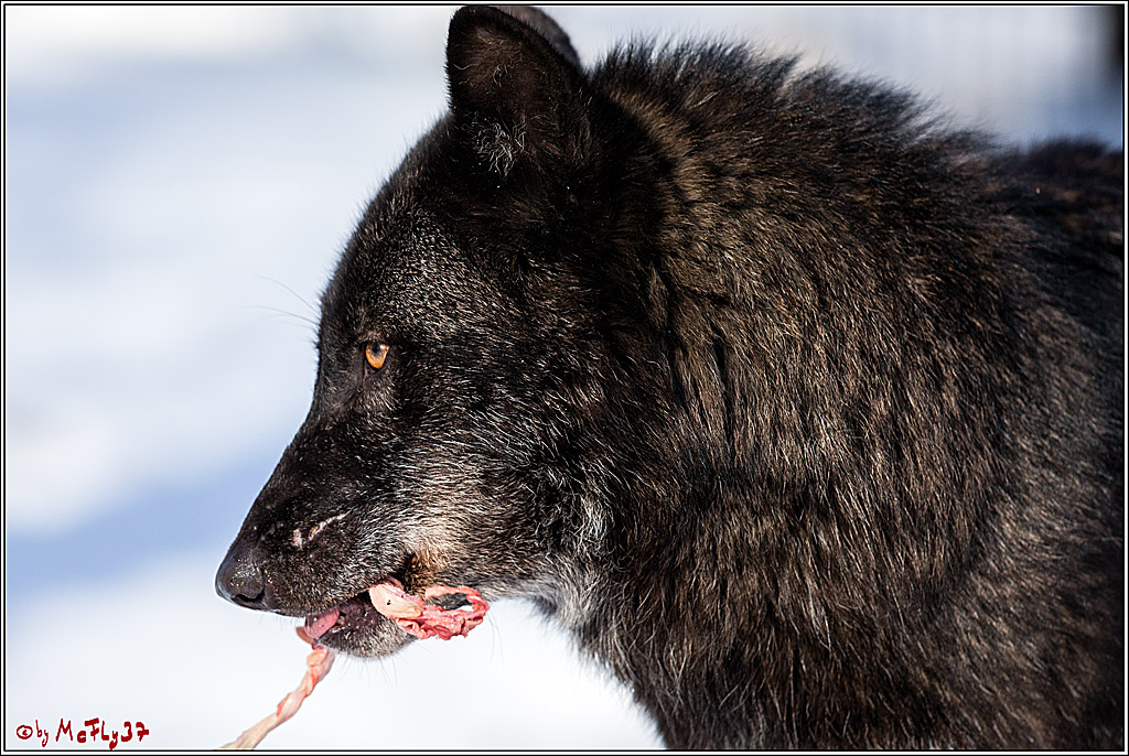 Timberwolf - Polarwolf Kasselburg, 18.02.2018
