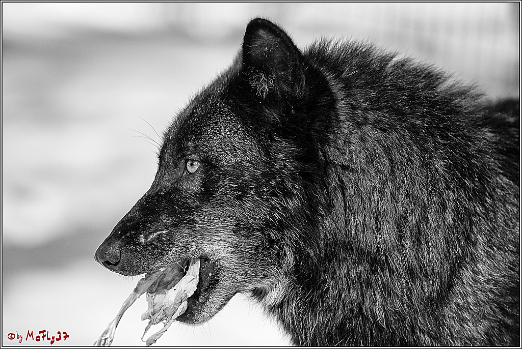 Timberwolf - Polarwolf Kasselburg, 18.02.2018