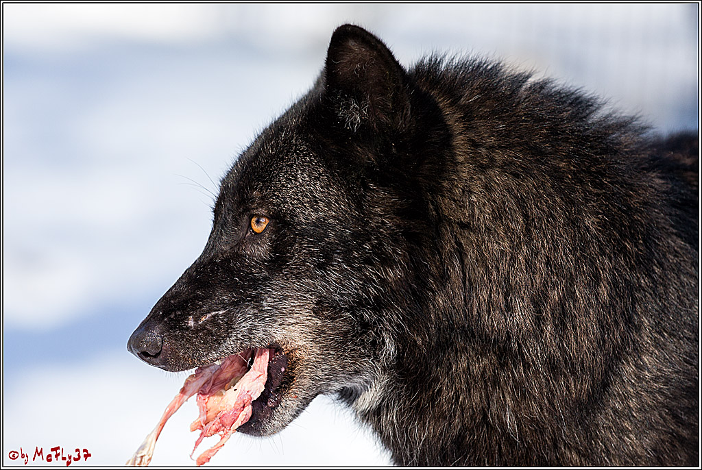 Timberwolf - Polarwolf Kasselburg, 18.02.2018