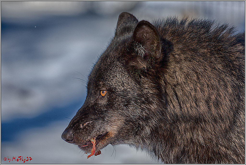 Timberwolf - Polarwolf Kasselburg, 18.02.2018