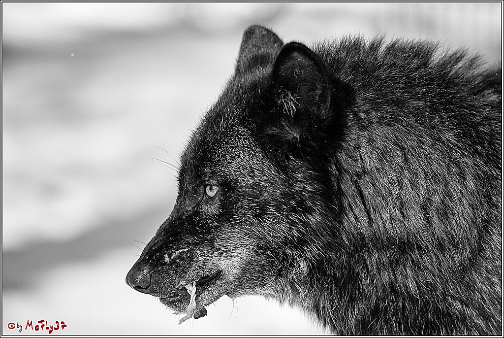 Timberwolf - Polarwolf Kasselburg, 18.02.2018