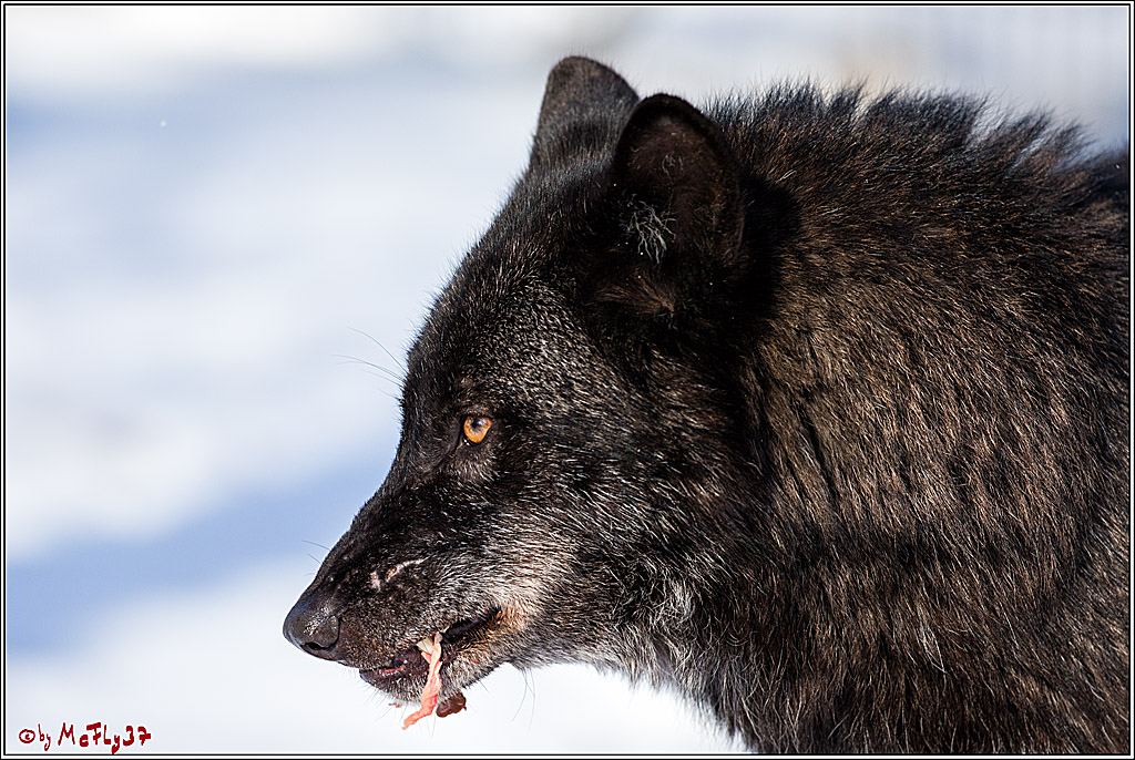Timberwolf - Polarwolf Kasselburg, 18.02.2018