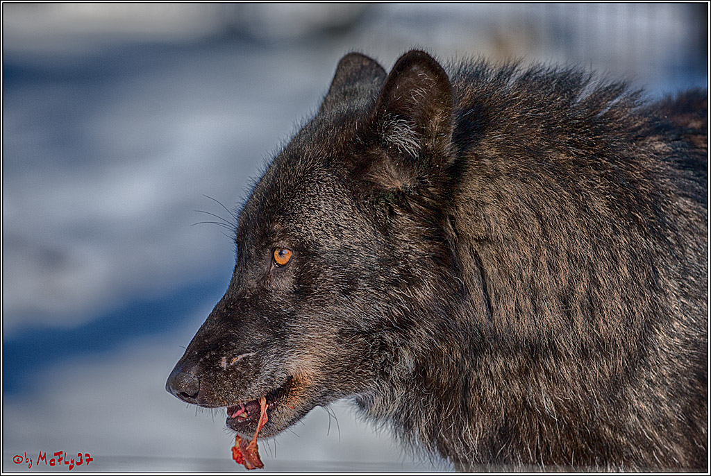 Timberwolf - Polarwolf Kasselburg, 18.02.2018
