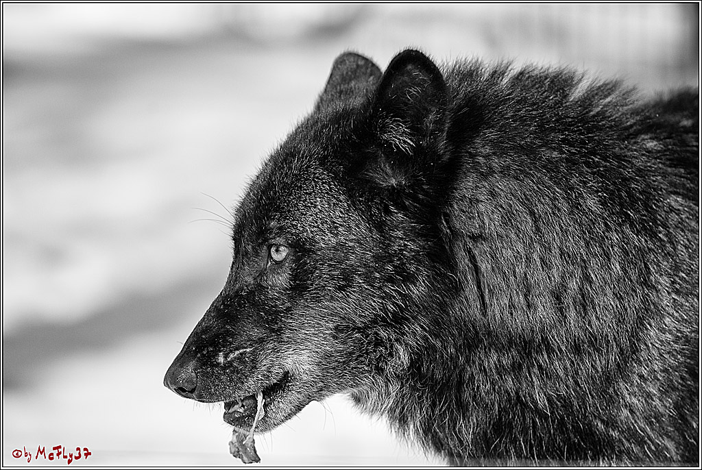 Timberwolf - Polarwolf Kasselburg, 18.02.2018