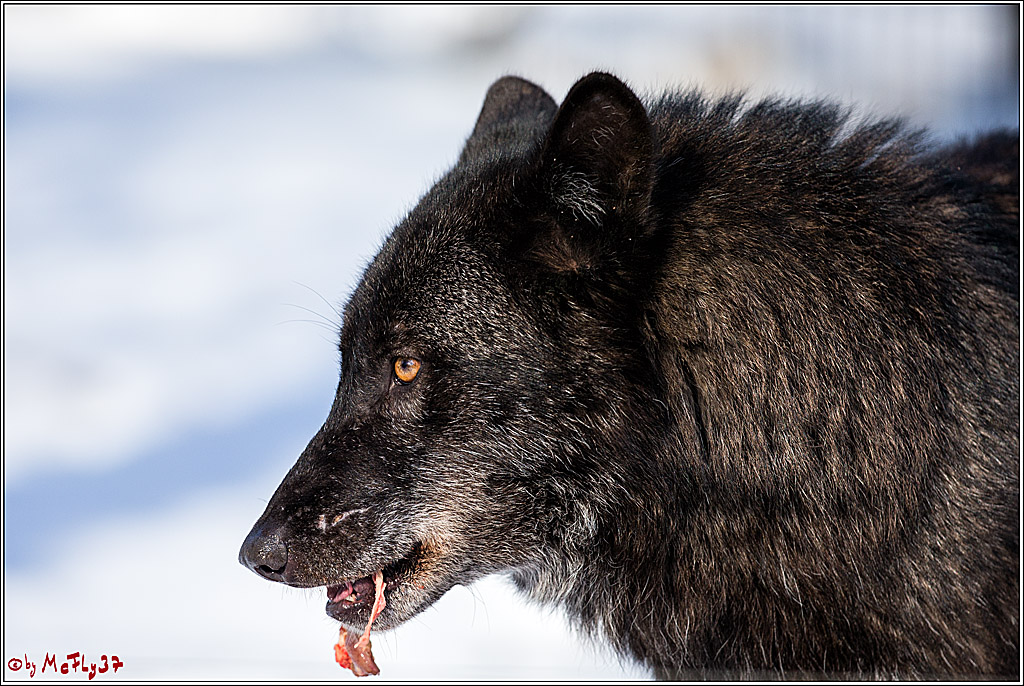 Timberwolf - Polarwolf Kasselburg, 18.02.2018