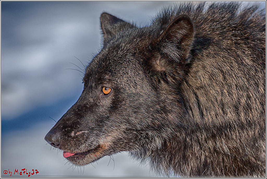 Timberwolf - Polarwolf Kasselburg, 18.02.2018
