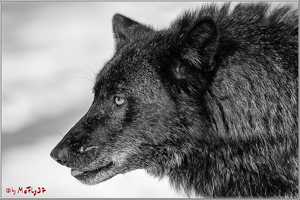 Timberwolf - Polarwolf Kasselburg, 18.02.2018
