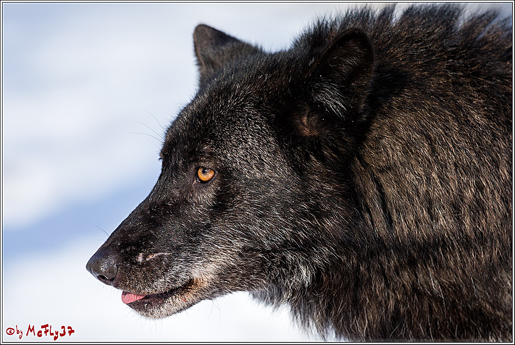 Timberwolf - Polarwolf Kasselburg, 18.02.2018