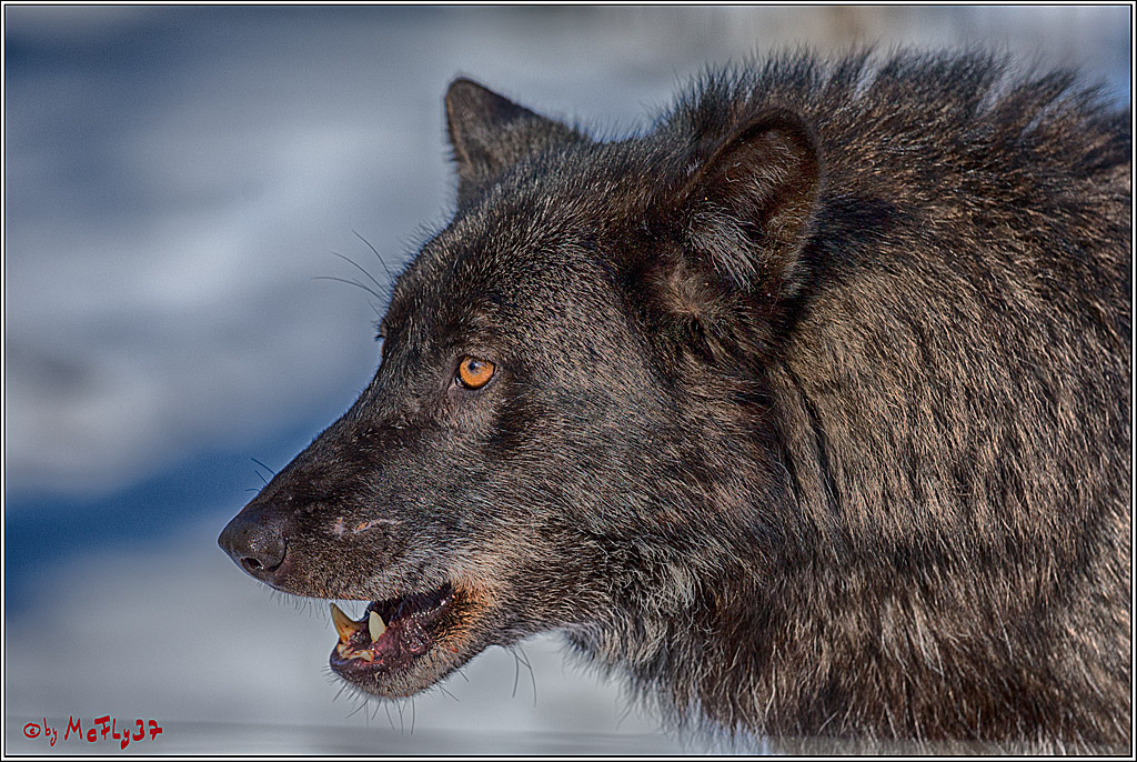 Timberwolf - Polarwolf Kasselburg, 18.02.2018