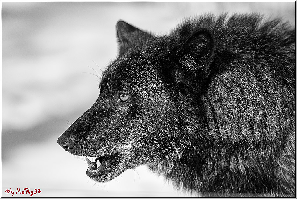 Timberwolf - Polarwolf Kasselburg, 18.02.2018