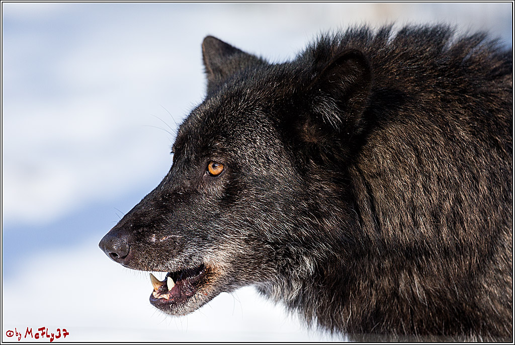 Timberwolf - Polarwolf Kasselburg, 18.02.2018