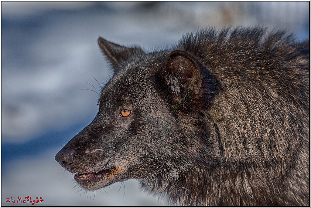 Timberwolf - Polarwolf Kasselburg, 18.02.2018