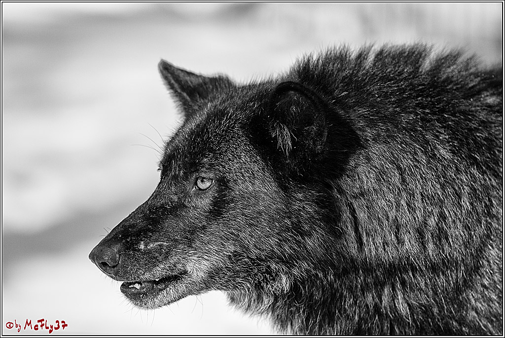 Timberwolf - Polarwolf Kasselburg, 18.02.2018