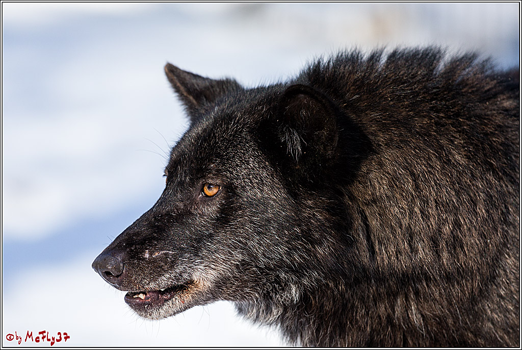 Timberwolf - Polarwolf Kasselburg, 18.02.2018
