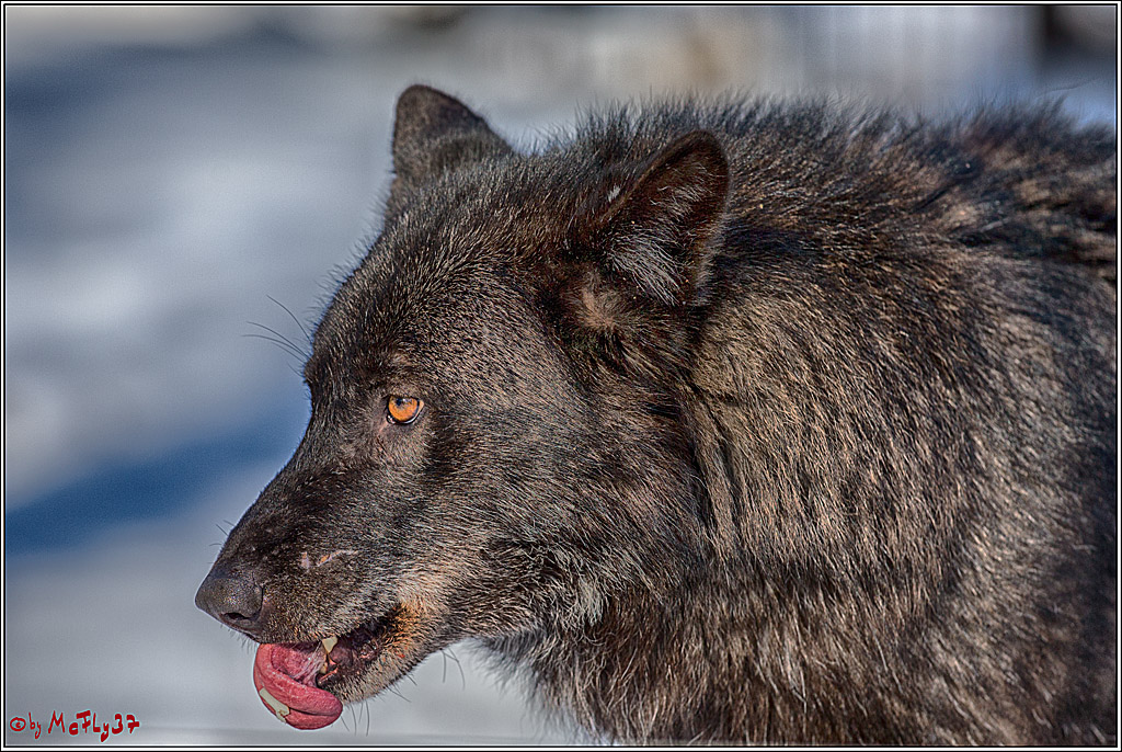 Timberwolf - Polarwolf Kasselburg, 18.02.2018