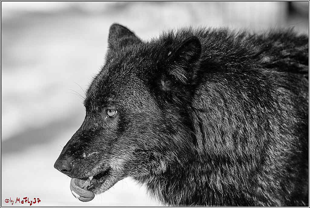 Timberwolf - Polarwolf Kasselburg, 18.02.2018