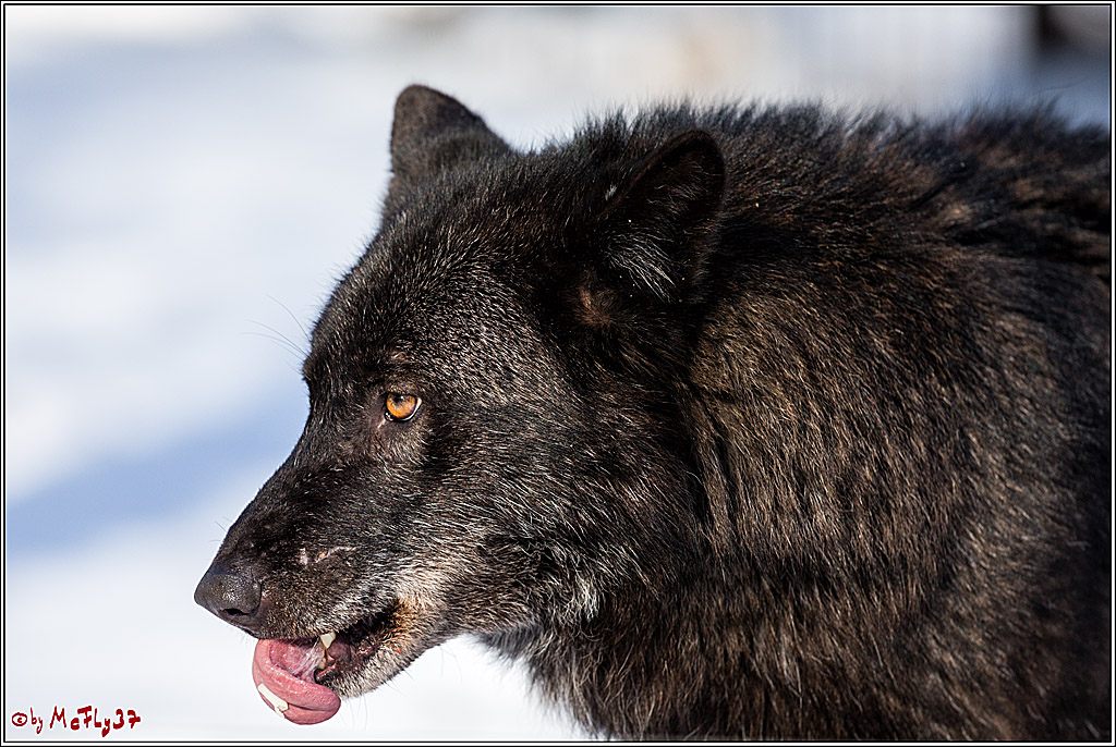 Timberwolf - Polarwolf Kasselburg, 18.02.2018