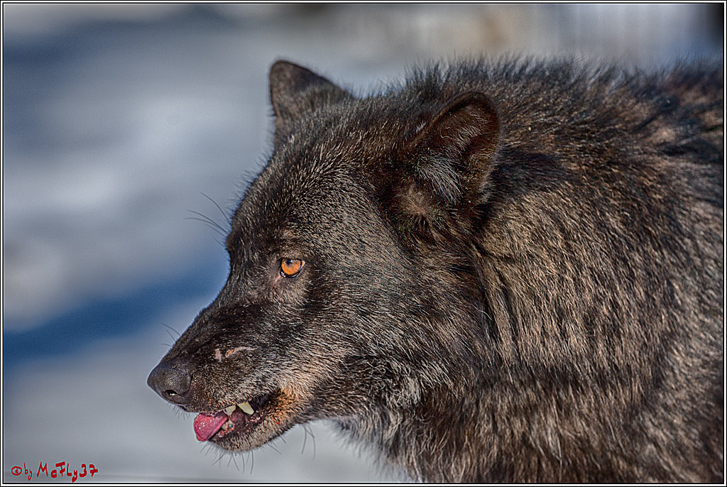 Timberwolf - Polarwolf Kasselburg, 18.02.2018