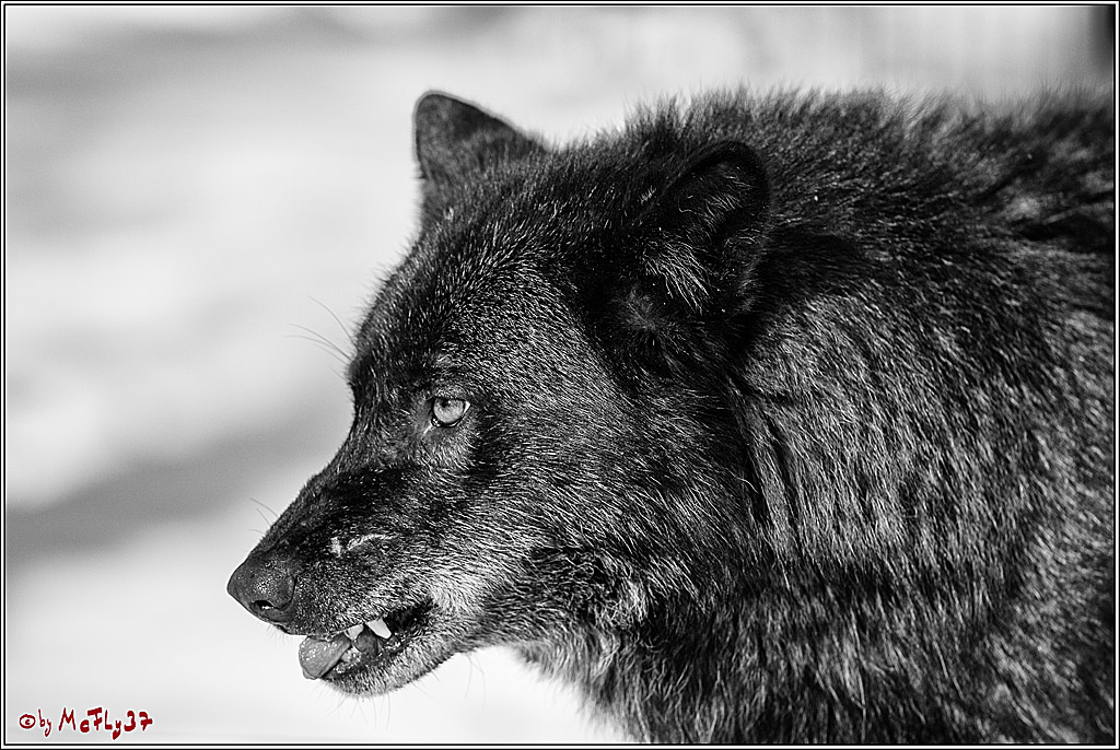 Timberwolf - Polarwolf Kasselburg, 18.02.2018