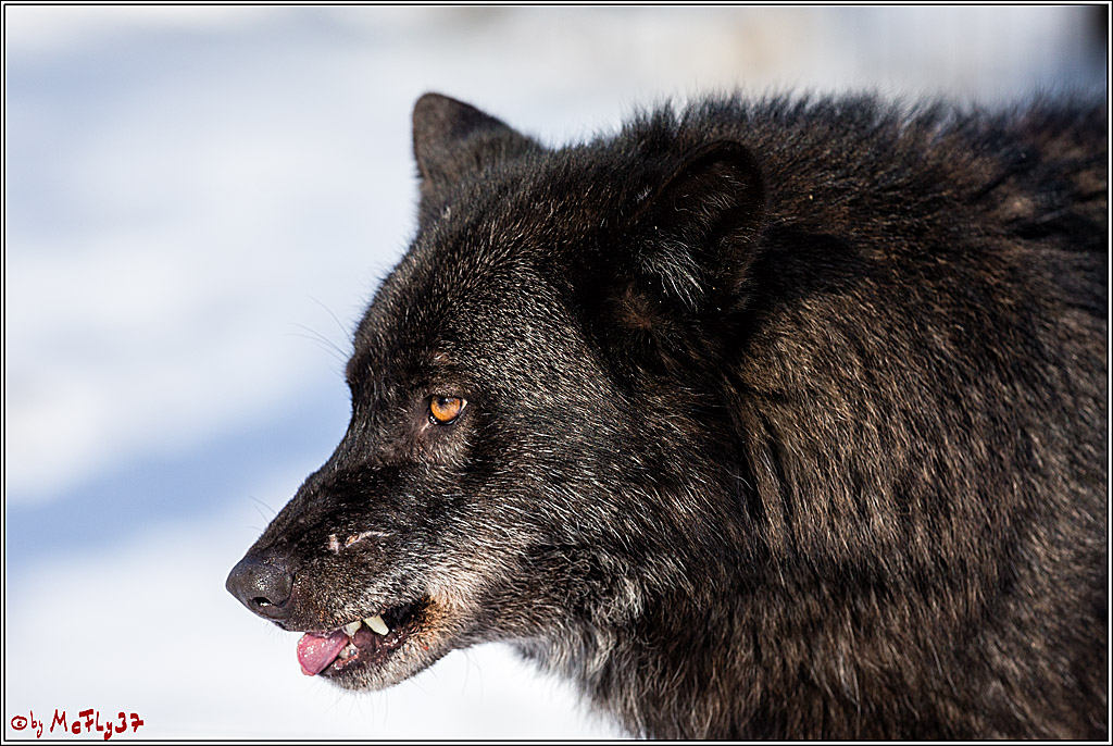 Timberwolf - Polarwolf Kasselburg, 18.02.2018