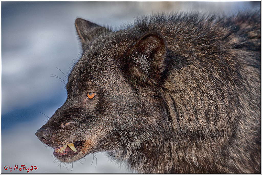 Timberwolf - Polarwolf Kasselburg, 18.02.2018