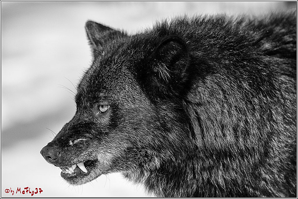 Timberwolf - Polarwolf Kasselburg, 18.02.2018