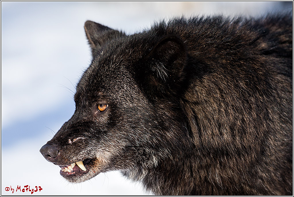 Timberwolf - Polarwolf Kasselburg, 18.02.2018