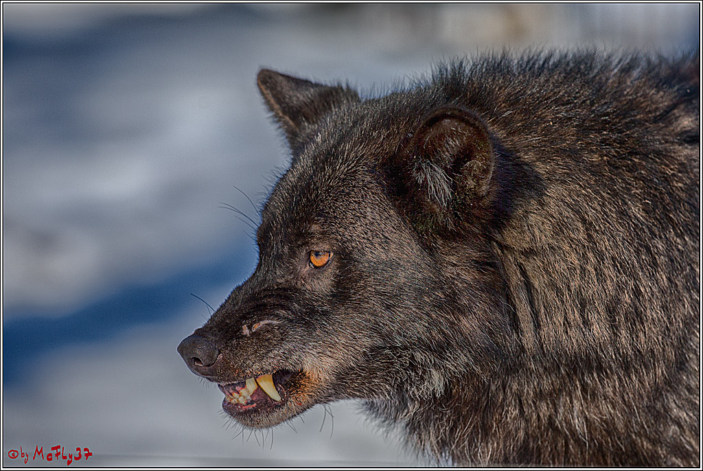 Timberwolf - Polarwolf Kasselburg, 18.02.2018