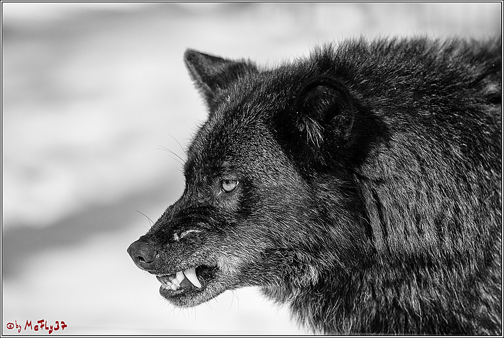 Timberwolf - Polarwolf Kasselburg, 18.02.2018