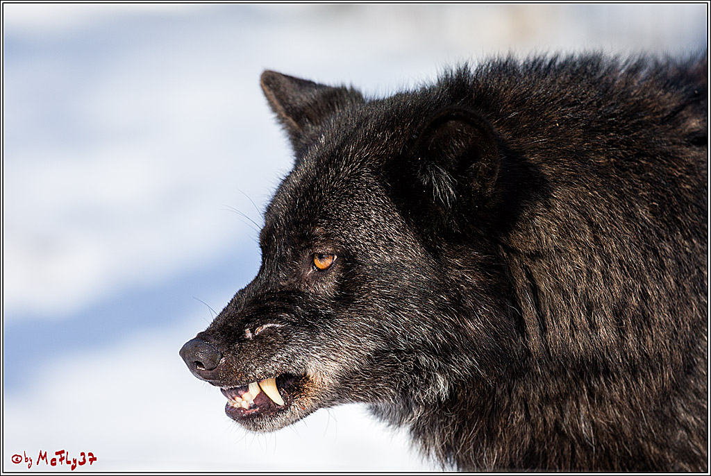 Timberwolf - Polarwolf Kasselburg, 18.02.2018