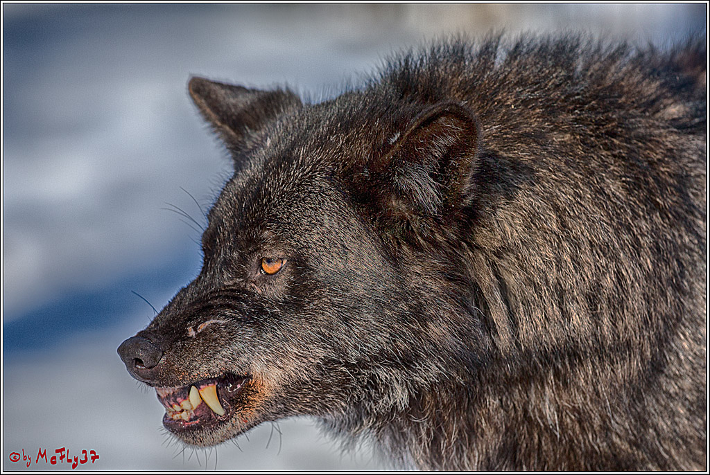 Timberwolf - Polarwolf Kasselburg, 18.02.2018